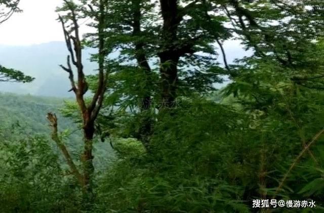 僵尸跳跳跳